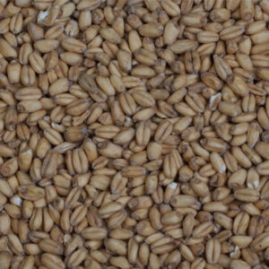 wheat-malt-grain__26767