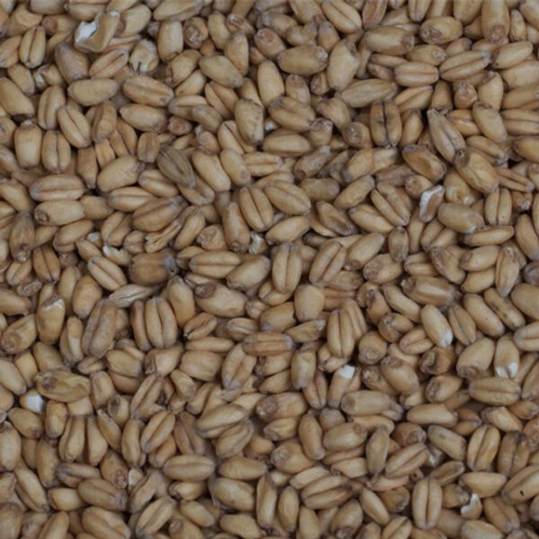 wheat-malt-grain__26767